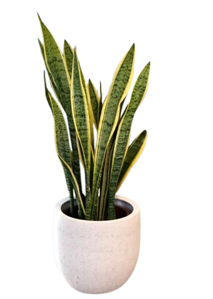 Espada de São Jorge